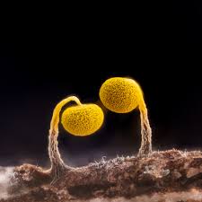 Attēlu rezultāti vaicājumam “Physarum viride var. aurantium”