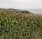 Hemp Agrimony is common and widespread in roadsides and waste ground. - via Daymix