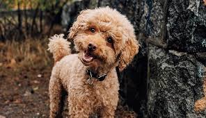 Afbeeldingsresultaat voor honden