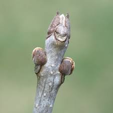Attēlu rezultāti vaicājumam “Fraxinus pennsylvanica fruit”