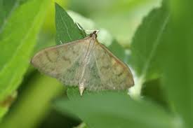 Attēlu rezultāti vaicājumam “Paratalanta hyalinalis”