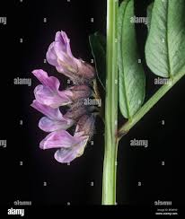 Attēlu rezultāti vaicājumam “Vicia sepium flower”