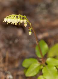 Attēlu rezultāti vaicājumam “Orthilia secunda flower”
