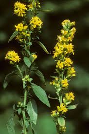 Image result for Solidago virgaurea