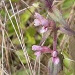 Attēlu rezultāti vaicājumam “Odontites vulgaris fruit”