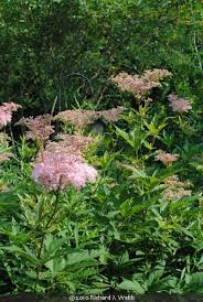 Attēlu rezultāti vaicājumam “Zygaena filipendulae exuvia”