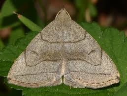 Attēlu rezultāti vaicājumam “Zanclognatha tarsipennalis”