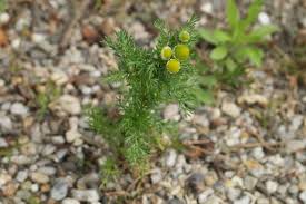Attēlu rezultāti vaicājumam “Matricaria discoidea flower”