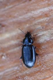 Attēlu rezultāti vaicājumam “Tachyta nana”