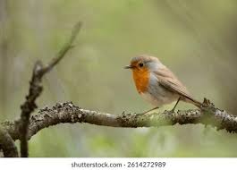 Attēlu rezultāti vaicājumam “Erithacus rubecula”