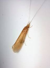 Attēlu rezultāti vaicājumam “Oecetis ochracea”