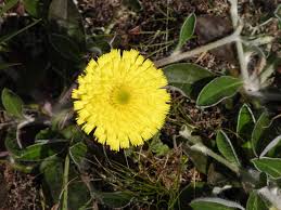 Attēlu rezultāti vaicājumam “Pilosella officinarum leaf”