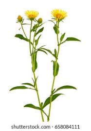 Attēlu rezultāti vaicājumam “Inula britannica bud”