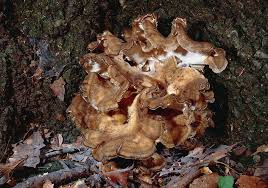 Attēlu rezultāti vaicājumam “Grifola frondosa”