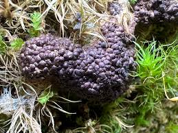 Attēlu rezultāti vaicājumam “Siphoptychium violaceum macro”