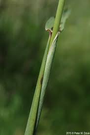 Attēlu rezultāti vaicājumam “Alopecurus pratensis fruit”