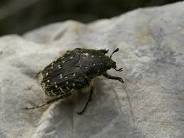 Attēlu rezultāti vaicājumam “Oxythyrea funesta”