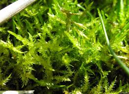 Attēlu rezultāti vaicājumam “Calliergonella cuspidata”