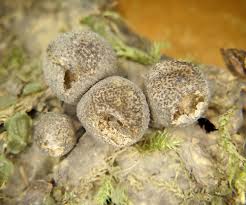 Attēlu rezultāti vaicājumam “Badhamiopsis macrospora spores”