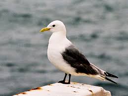 Attēlu rezultāti vaicājumam “Rissa tridactyla”