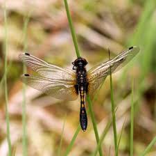 Attēlu rezultāti vaicājumam “Leucorrhinia caudalis male”
