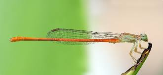 Attēlu rezultāti vaicājumam “Coenagrion pulchellum male”