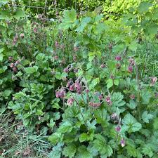 Attēlu rezultāti vaicājumam “Geum rivale leaf”