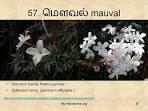 99 Tamil Flowers – Kurunjipaatu – Flowers 51-60 « கற்க ...