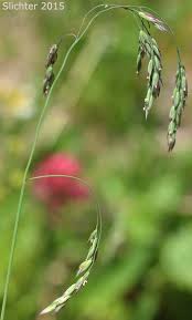 Attēlu rezultāti vaicājumam “Cinna latifolia”