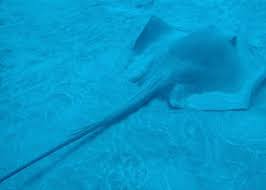 Image result for Bathytoshia centroura