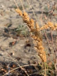 Attēlu rezultāti vaicājumam “Calamagrostis stricta”