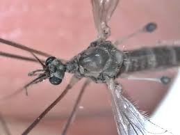 Attēlu rezultāti vaicājumam “Trichocera regelationis”