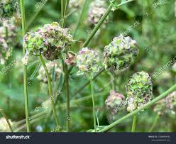 Attēlu rezultāti vaicājumam “Poterium sanguisorba flower”