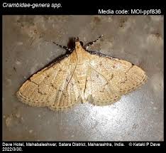 Attēlu rezultāti vaicājumam “Crambidae”
