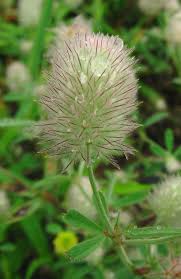 Attēlu rezultāti vaicājumam “Trifolium arvense”