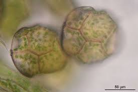 Attēlu rezultāti vaicājumam “Blasia pusilla”