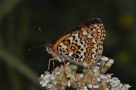 Attēlu rezultāti vaicājumam “Melitaea cinxia upperside”