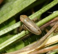 Attēlu rezultāti vaicājumam “Neophilaenus lineatus”