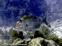 Image result for Calamus bajonado