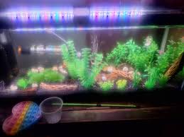 Attēlu rezultāti vaicājumam “Stuckenia filiformis bud”