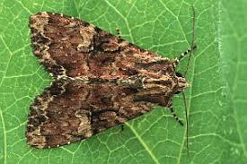 Attēlu rezultāti vaicājumam “Apamea epomidion”