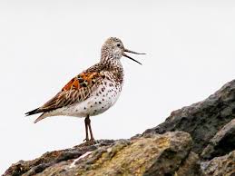 Image result for Calidris tenuirostris