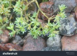 Attēlu rezultāti vaicājumam “Scleranthus annuus”