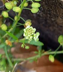 Attēlu rezultāti vaicājumam “Lepidium densiflorum bud”