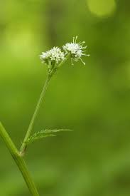 Attēlu rezultāti vaicājumam “Sanicula europaea bud”