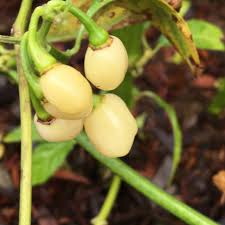 Afbeeldingsresultaat voor white habanero hot pepper