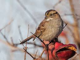 Image result for Zonotrichia albicollis