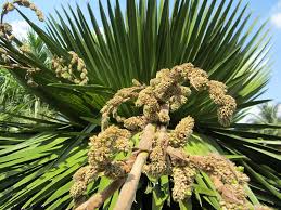 Attēlu rezultāti vaicājumam “Conardia compacta macro”