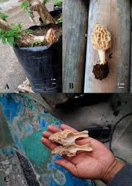 Attēlu rezultāti vaicājumam “Morchella sp.”