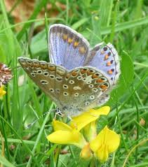 Attēlu rezultāti vaicājumam “Polyommatus icarus male”